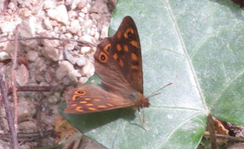 Pararge aegeria